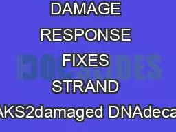 DAMAGE RESPONSE FIXES STRAND BREAKS2damaged DNAdecay1AT