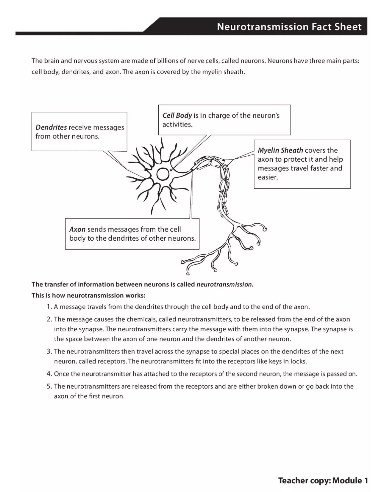 PDF-The brain and nervous system are made of billions of nerve cells calle