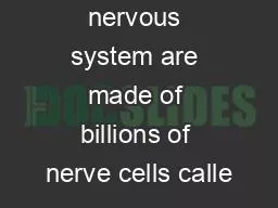 The brain and nervous system are made of billions of nerve cells calle