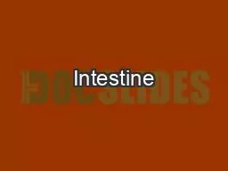 Intestine