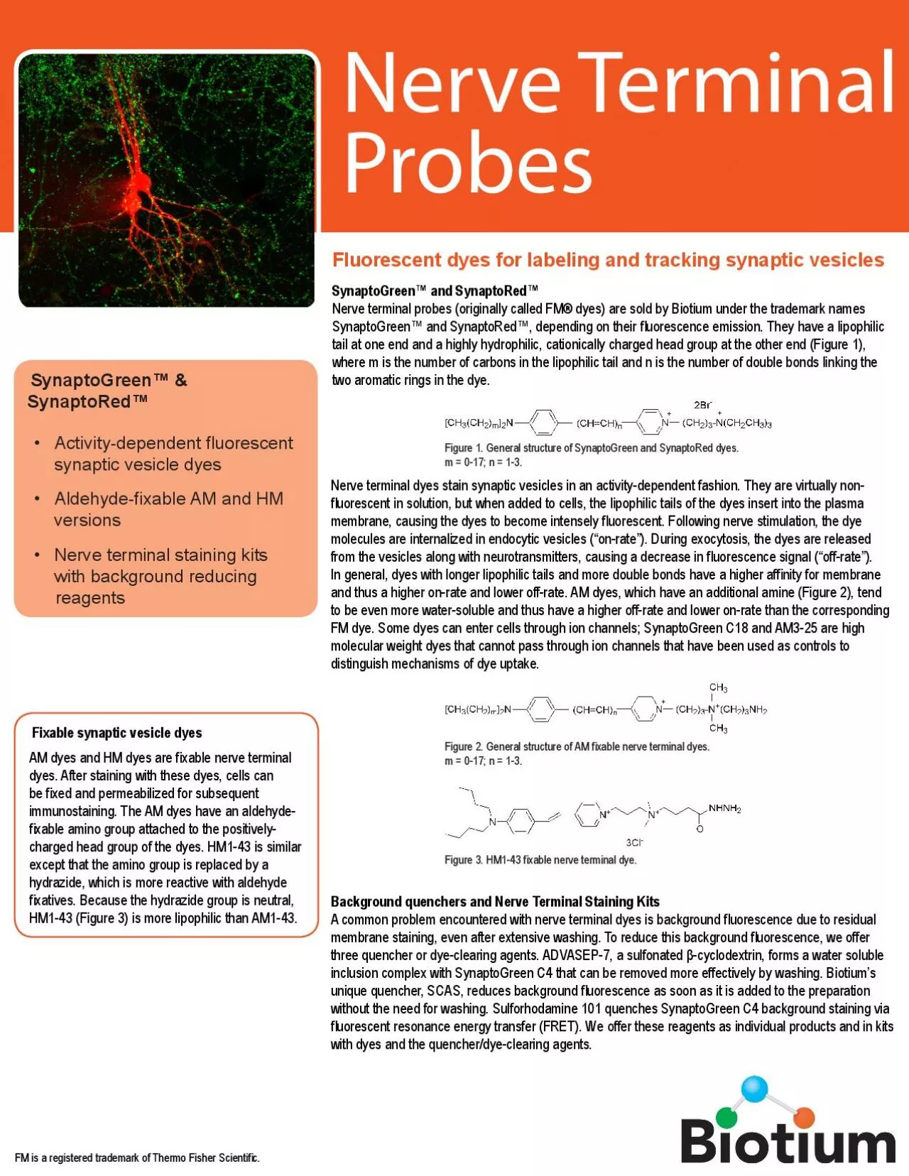 PDF-Fixable synaptic vesicle dyes