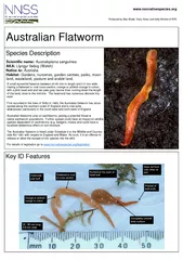 Species Description Key ID Features Scientific name: Australoplana sanguineaAKA: Llyngyr