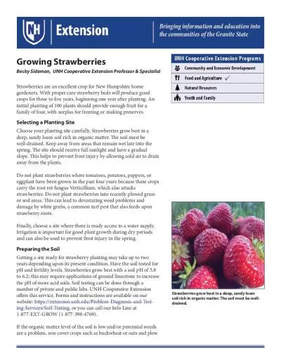 Growing Strawberries