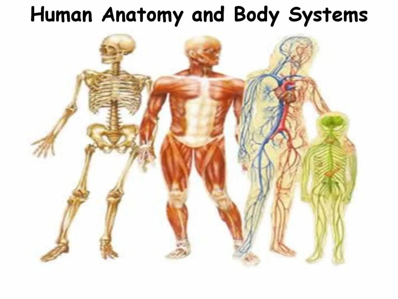 PDF-Human Anatomy and Body Systems