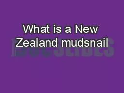 What is a New Zealand mudsnail