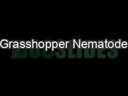 Grasshopper Nematode