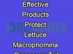 cides Effective Products Protect Lettuce Macrophomina Disease in Tail