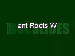 ant Roots W