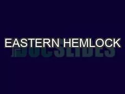 EASTERN HEMLOCK