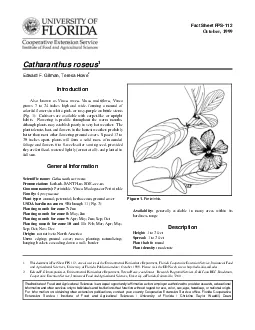 Catharanthus roseus  Periwinkle