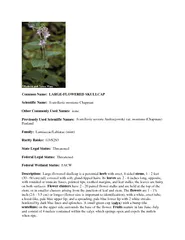Common Name:  LARGE-FLOWERED SKULLCAPScientific Name:  Scutellaria mon
