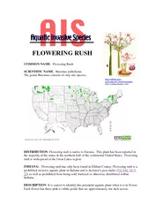 FLOWERING RUSH