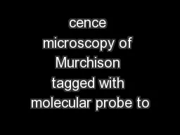 cence microscopy of Murchison tagged with molecular probe to