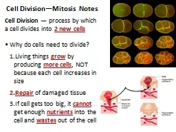 Cell Division—Mitosis Notes