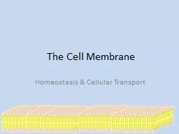 The Cell Membrane Homeostasis & Cellular Transport
