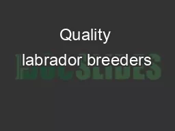 Quality labrador breeders