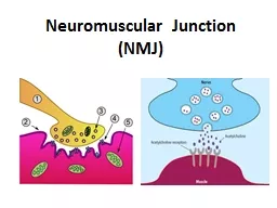 Neuromuscular Junction (NMJ)