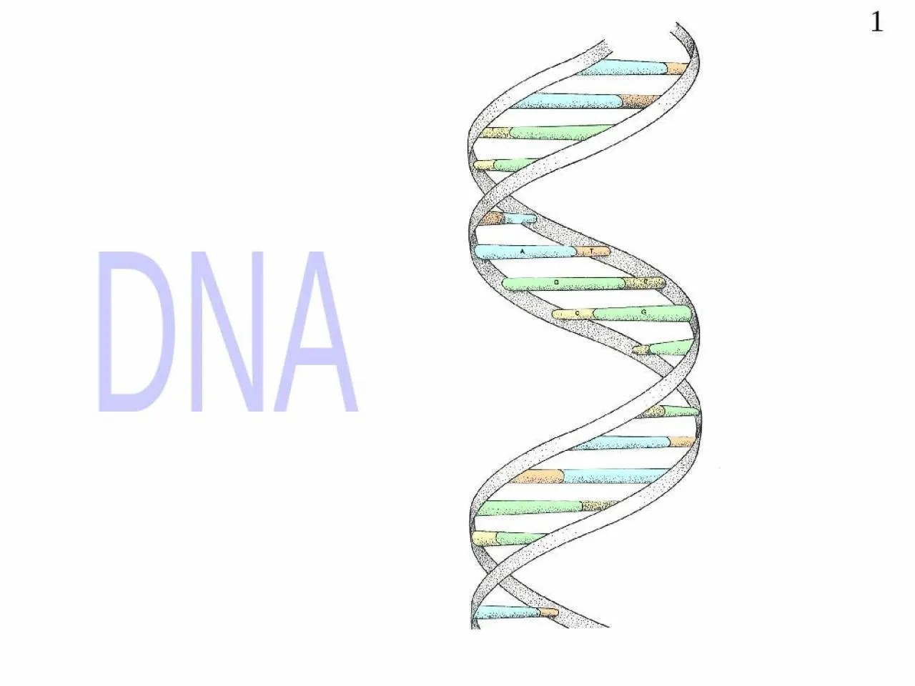 PPT-DNA 1 DNA stands for deoxyribose nucleic acid