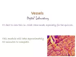 Vessels   Digital Laboratory