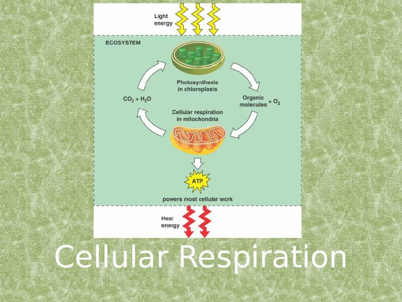 PPT-Cellular Respiration What is Respiration?