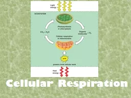 Cellular Respiration What is Respiration?