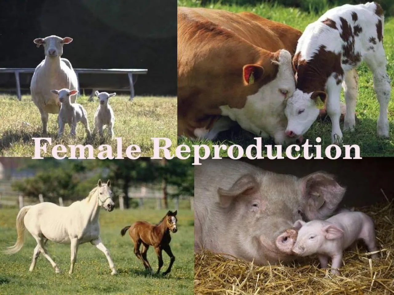 PPT-Female Reproduction Female Reproduction