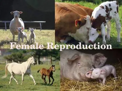 Female Reproduction Female Reproduction