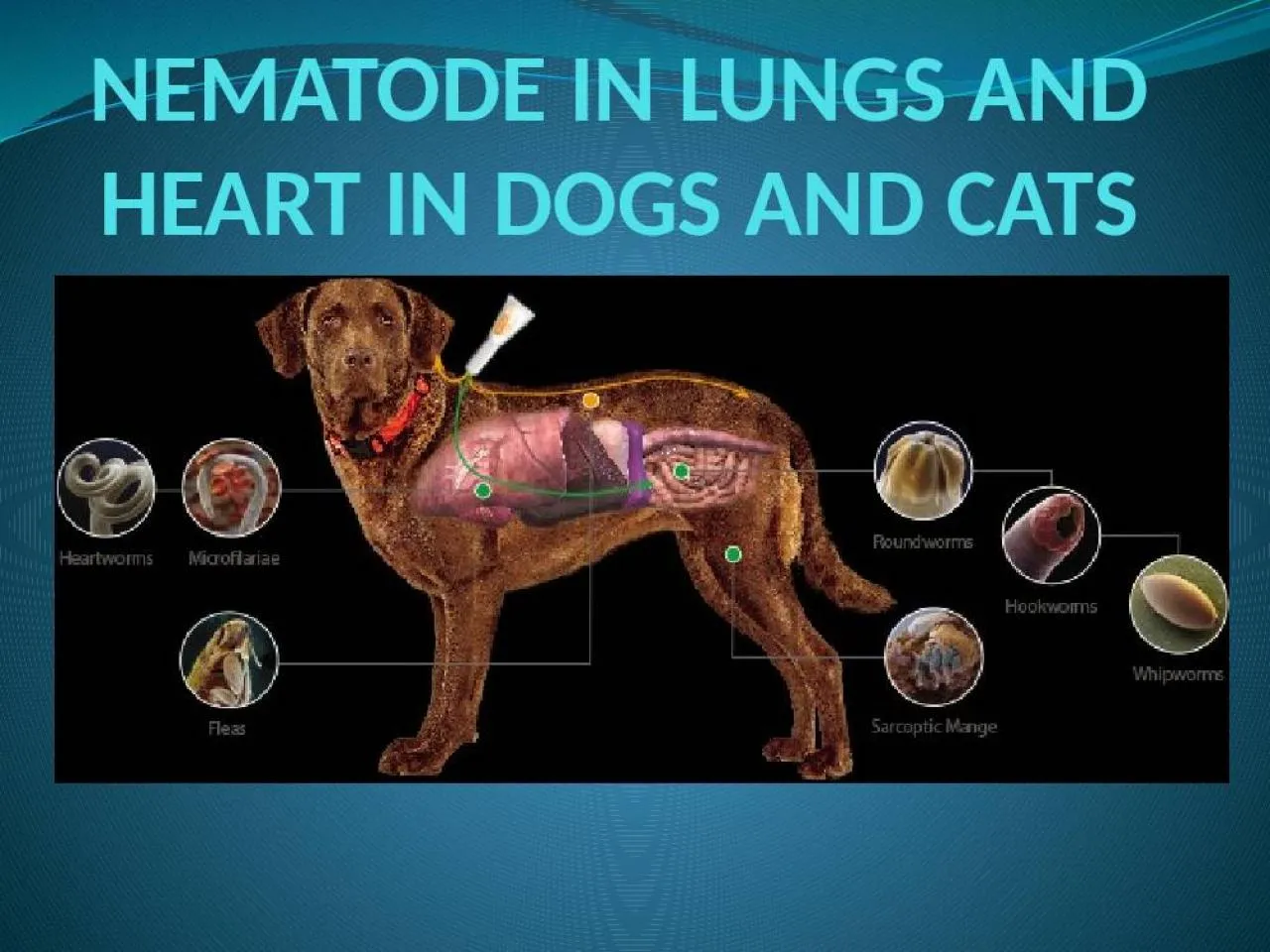 PPT-NEMATODE IN LUNGS AND HEART IN DOGS AND CATS