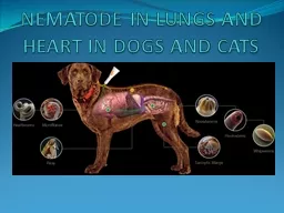 NEMATODE IN LUNGS AND HEART IN DOGS AND CATS