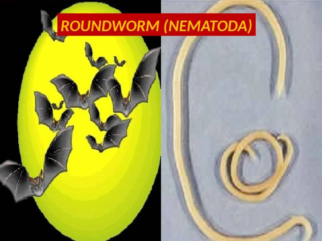 PPT-ROUNDWORM (NEMATODA) Roundworm