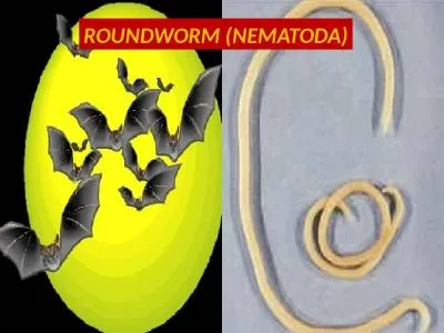 ROUNDWORM (NEMATODA) Roundworm