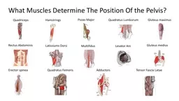 What Muscles Determine The Position Of the Pelvis?