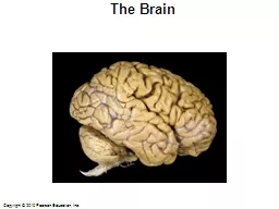 The Brain Cerebral Hemispheres