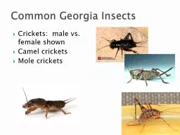 Crickets:  male vs. female shown