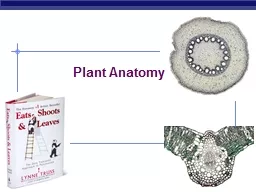 2006-2007 Plant Anatomy Basic plant anatomy 1
