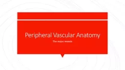 Peripheral Vascular Anatomy