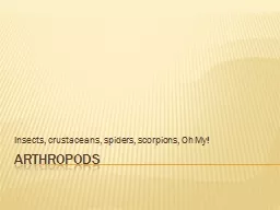 Arthropods Insects, crustaceans, spiders, scorpions, Oh My!