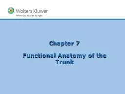 Chapter 7 Functional Anatomy of the Trunk