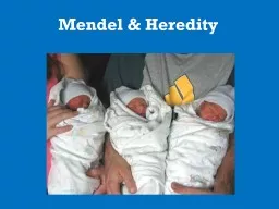 Mendel & Heredity Genes