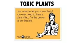 PPT-TOXIC PLANTS Chrysanthemums