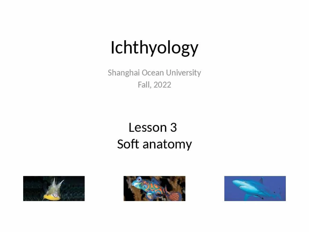 PPT-Lesson 3 Soft anatomy Shanghai Ocean University