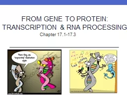 From Gene to  Protein: Transcription & RNA Processing