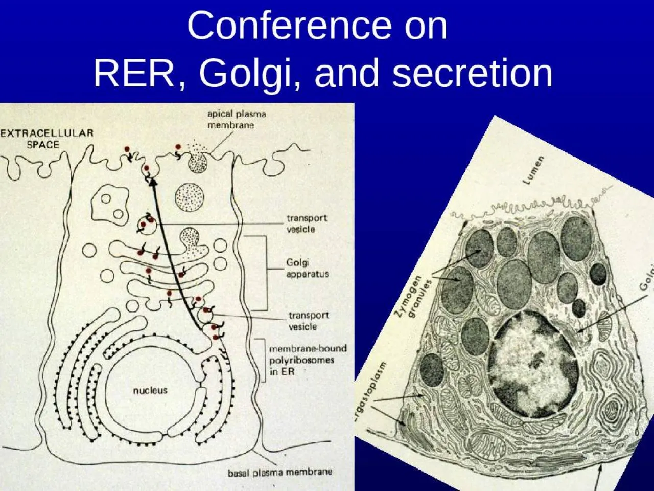 PPT-Conference on RER, Golgi, and secretion