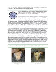 Red-foot Tortoises  (Geochelone carbonaria) - Darrell Senneke and Chri