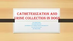CATHETERIZATION AND URINE COLLECTION IN DOGS