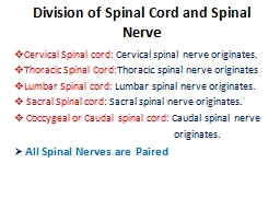 Division of Spinal Cord and Spinal Ner