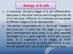 Biology of B cells In mammals, the early stages of B cell differentiation take place in the bone ma