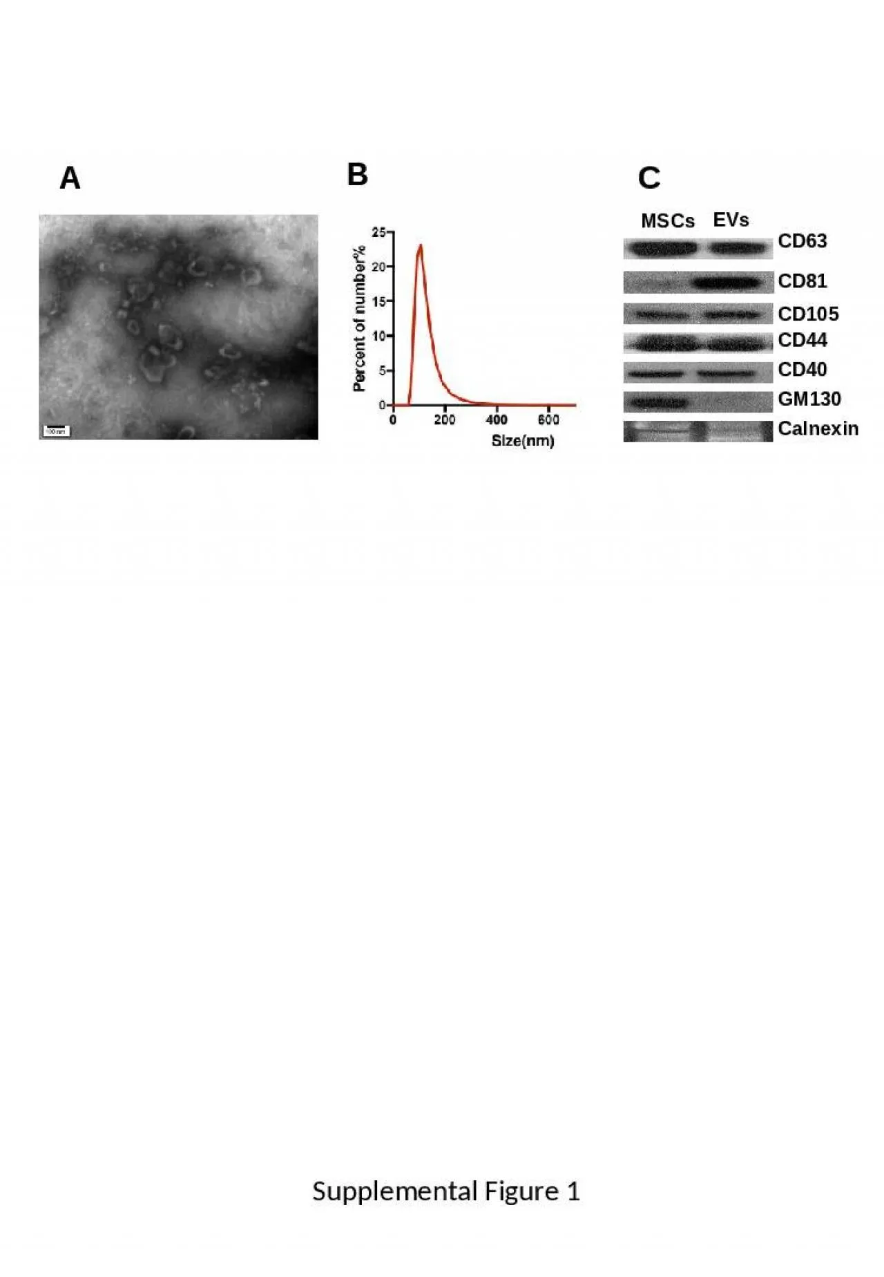 PPT-A CD63 Calnexin CD81 CD105