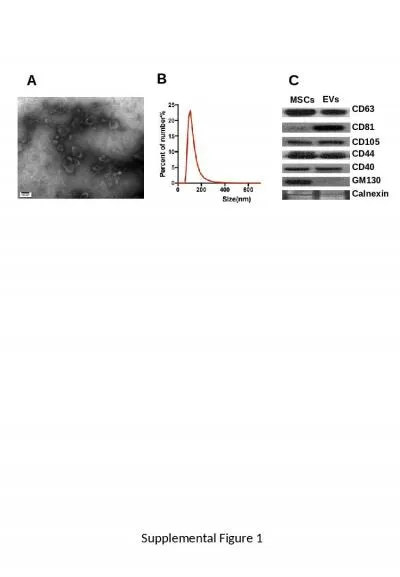 A CD63 Calnexin CD81 CD105