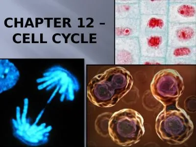 Chapter 12 – cell cycle